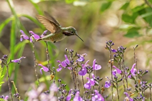 Hummingbird Prints: USA, New Mexico. Male calliope hummingbird in flight