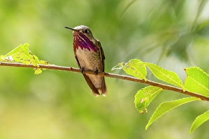 Images Dated 18th April 2024: USA, New Mexico. Male calliope hummingbird on limb