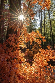 Images Dated 10th May 2024: USA, New Mexico, Manzano Mountains