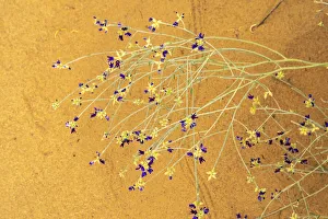 Images Dated 18th December 2020: USA, New Mexico, Petroglyph National Monument. Close-up of broom dahlia blossoms