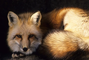 Images Dated 12th December 2012: USA, New Mexico, Red Fox