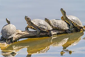 Images Dated 2021 July: USA, New Mexico, Rio Grande Nature Center State Park