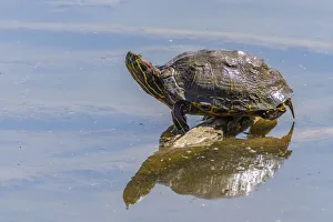 Images Dated 2nd July 2021: USA, New Mexico, Rio Grande Nature Center State Park