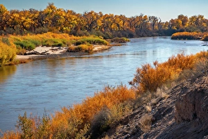 Images Dated 10th May 2024: USA, New Mexico. Rio Grande River and cottonwood trees in autumn