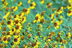 Images Dated 22nd September 2023: USA, New Mexico. Rudbeckia flowers in bloom