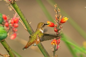 Images Dated 18th April 2024: USA, New Mexico. Rufous hummingbird feeding on flower