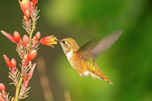 Images Dated 18th April 2024: USA, New Mexico. Rufous hummingbird feeding on flower