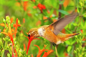 Images Dated 18th April 2024: USA, New Mexico. Rufous hummingbird feeding on flower