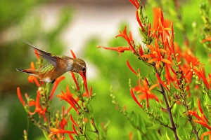 Images Dated 18th April 2024: USA, New Mexico. Rufous hummingbird feeding on flower