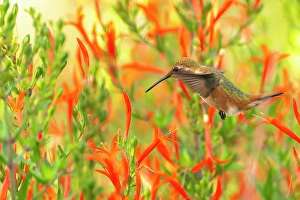 Hummingbird Prints: USA, New Mexico. Rufous hummingbird feeding on flower