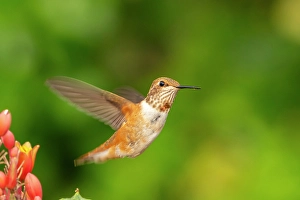 Images Dated 18th April 2024: USA, New Mexico. Rufous hummingbird flying