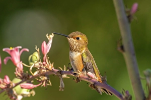 Hummingbird Prints: USA, New Mexico. Rufous hummingbird on limb