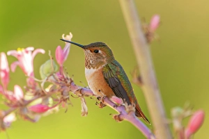 Images Dated 18th April 2024: USA, New Mexico. Rufous hummingbird on limb