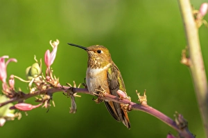 USA, New Mexico. Rufous hummingbird on limb. &copy;Cathy & Gordon Illg / Jaynes Gallery / DanitaDelimont.com