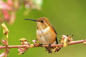 Images Dated 18th April 2024: USA, New Mexico. Rufous hummingbird on limb