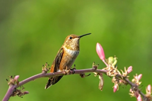 Hummingbird Prints: USA, New Mexico. Rufous hummingbird on limb