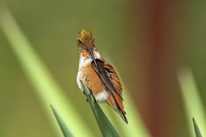 Hummingbird Prints: USA, New Mexico. Rufous hummingbird perched on yucca leaf