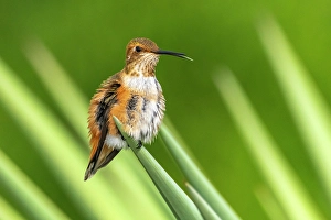 Hummingbird Prints: USA, New Mexico. Rufous hummingbird perched on yucca leaf