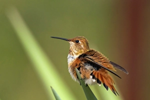Images Dated 18th April 2024: USA, New Mexico. Rufous hummingbird perched on yucca leaf