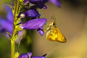 Images Dated 22nd October 2020: USA, New Mexico, Sandia Mountains. Golden skipper butterfly on penstemon blossom