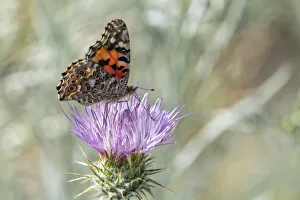 Images Dated 22nd October 2020: USA, New Mexico, Sandia Mountains. Painted lady butterfly on thistle