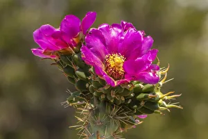 USA, New Mexico, Sandia Mountains. Cholla cactus blossoms close-up