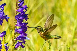 USA, New Mexico, Sandia Mountains. Female broad-tailed hummingbird feeding on penstemon