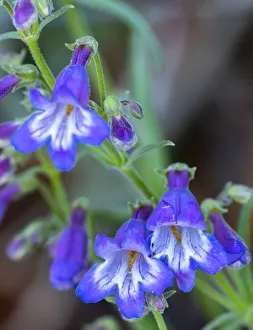 USA, New Mexico, Sandia Mountains. Penstemon blossoms
