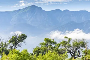 Images Dated 22nd October 2020: USA, New Mexico, Sandia Mountains. Cottonwood trees in Rio Rancho Bosque Preserve