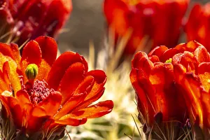 Images Dated 2nd July 2021: USA, New Mexico, Sandia Mountains. Claret-cup cactus blossoms