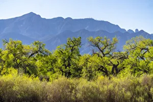 Images Dated 2021 July: USA, New Mexico. Sandia Mountains and cottonwood trees in early spring