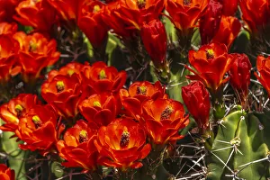 Cacti Prints: USA, New Mexico, Sandoval County. Claret cup cactus flowers blooming