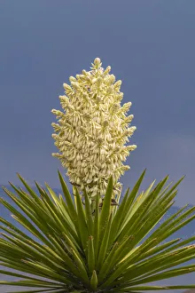 Images Dated 2nd July 2021: USA, New Mexico, Sandoval County. Yucca plant in bloom