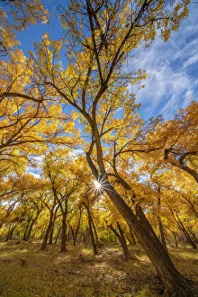 Sunburst Prints: USA, New Mexico, Sandoval County. Sunburst on cottonwood trees