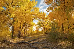 Images Dated 4th October 2022: USA, New Mexico, Sandoval County. Cottonwood trees in autumn