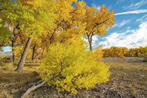 Images Dated 4th October 2022: USA, New Mexico, Sandoval County. Cottonwood trees in autumn