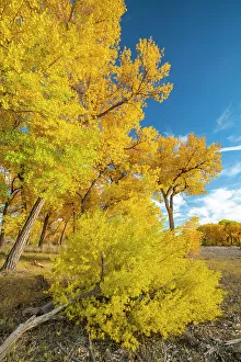 Images Dated 4th October 2022: USA, New Mexico, Sandoval County. Cottonwood trees in autumn