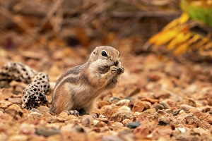 Rodent Prints: USA, New Mexico, Sandoval County