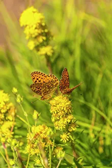 Images Dated 15th November 2021: USA, New Mexico, Sangre de Christo Mountains. Silver-bordered fritillary butterflies
