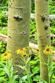 Images Dated 15th November 2021: USA, New Mexico, Sangre de Christo Mountains. Close-up of aspen tree and wildflowers