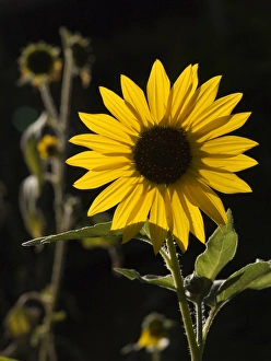 Images Dated 10th September 2007: USA, New Mexico, Santa Fe, Backlit sunflower