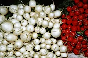 Vege Table Prints: USA, New Mexico, Santa Fe. Santa Fe Framers Market, white & red radishes