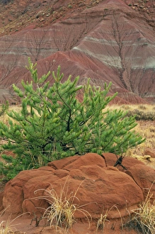 Images Dated 16th December 2014: USA, New Mexico. Scenic of red rocks and green pine tree
