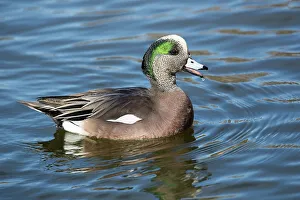 Drake Prints: USA, New Mexico, Socorro. American wigeon in small pond