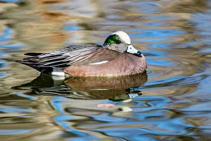 Images Dated 18th November 2022: USA, New Mexico, Socorro. American wigeon in small pond