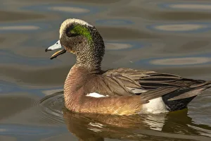 Drake Prints: USA, New Mexico, Socorro County. American wigeon drake in water