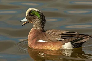 USA, New Mexico, Socorro County. Close-up of American wigeon drake in water