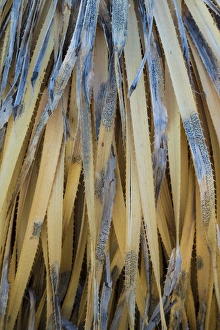 USA, New Mexico, Valley of Fires Recreation Area. Detail of dead sotol leaves. Credit as