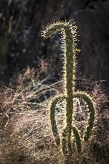 USA, New Mexico, Valley of Fires Recreation Area