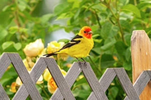 Prints of USA, New Mexico. Western tanager on fence Images Dated 2025 January: USA, New Mexico. Western tanager on fence
